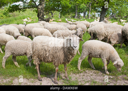 Oveja Merina (Ovis ammon f. aries), rebaño de ovejas navegando en una pradera, Alemania