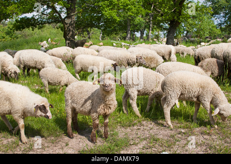 Oveja Merina (Ovis ammon f. aries), rebaño de ovejas navegando en una pradera bajo robles, Alemania