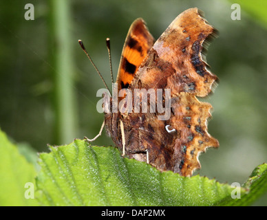 Coma (mariposa Polygonia c-album) posando sobre una hoja con las alas abiertas y mirando hacia la cámara Foto de stock