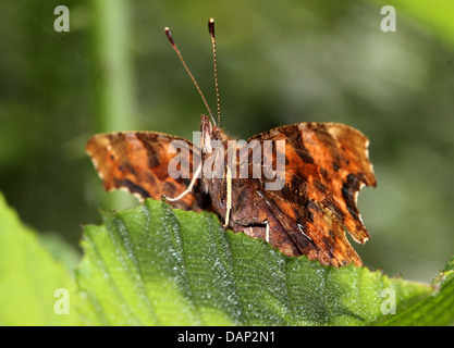Coma (mariposa Polygonia c-album) posando sobre una hoja con las alas abiertas y mirando hacia la cámara Foto de stock