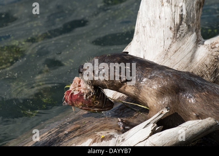 Fotografía de Stock de un norteamericano nutria comiendo la cabeza de una trucha.