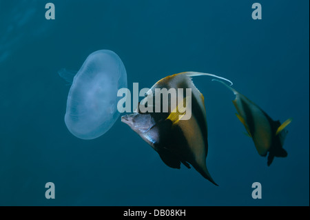Mar Rojo bannerfish come medusa Aurelia.