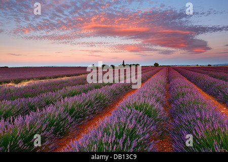 Amanecer con bellas nubes sobre campo lila, Provenza - Francia Foto de stock