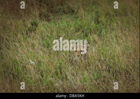 Bebé guepardo (Acinonyx jubatus) escondidos en la hierba alta. Phinda Game Reserve, Sudáfrica Foto de stock