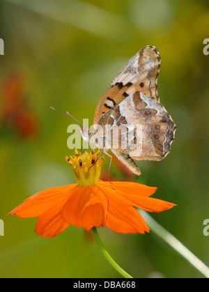 Una pequeña mariposa, Speyeria moteado en una flor de naranja, Euptoieta claudia