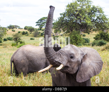 Joven comiendo hierba elefante africano con el tronco levantado en el Parque Nacional Tarangire, Tanzania África Foto de stock