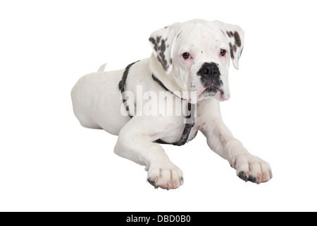 Retrato de joven boxeador perro tendido sobre fondo blanco.
