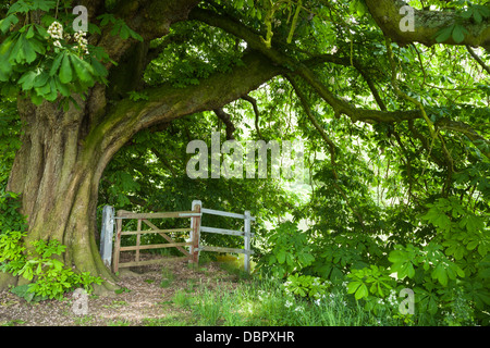 Un antiguo portal junto al río Támesis en el camino del Támesis, enmarcadas por un antiguo árbol de castaña de caballo, Dorchester-on-Thames, Oxfordshire, Inglaterra Foto de stock