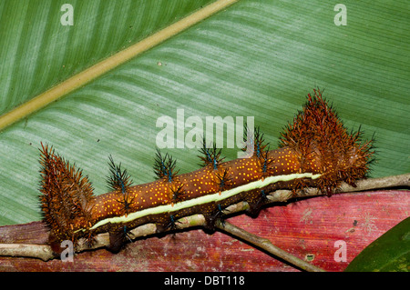 Caterpillar (punk egeus Automeris), un bosque tropical caterpillar Foto de stock