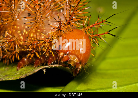 Caterpillar (punk egeus Automeris), un bosque tropical caterpillar, la Reserva Nacional Tambopata, Perú, América del Sur Foto de stock