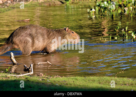 Brasil, el Pantanal: Capibara (Hydrochoerus hydrochaeris) entrando en el agua Foto de stock