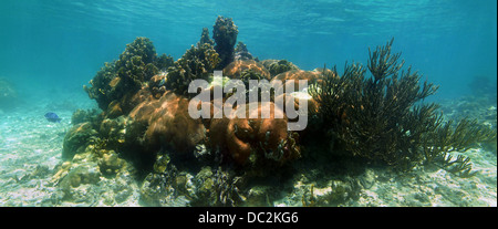 Panorama submarino en un arrecife de coral saludable