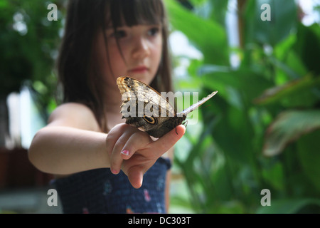 Una joven con una enorme (Morpho peleides mariposas tropicales) donde se posan sobre su dedo. La Casa de las mariposas, Leipzig, Alemania.