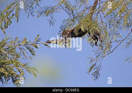 Brown Mono Aullador, Alouatta guariba, traspasando el árbol hueco Foto de stock
