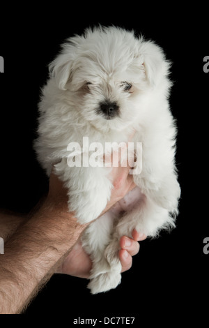 Bebes De Caniche Fotografia De Stock Alamy