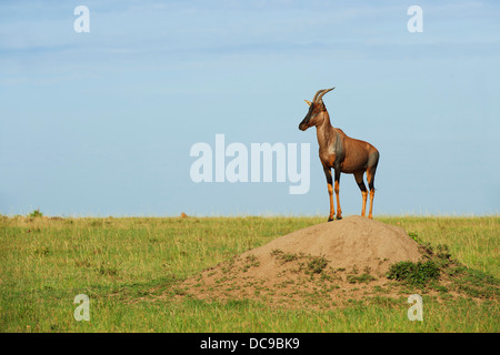 O Tsessebe Sassaby (Damaliscus lunatus jimela) de pie en una típica posición de guardia en un termitero Foto de stock