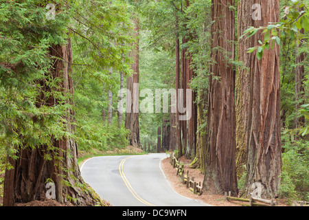 California, Estados Unidos. Vista de la carretera a través de Redwoods en Big Basin Redwoods State Park. Foto de stock