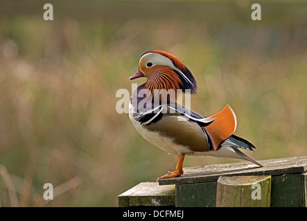 Macho de Pato mandarín, Aix galericulata. La primavera. Uk