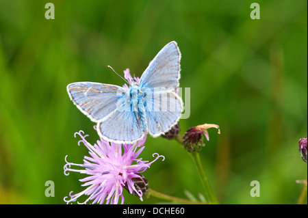 Mariposa Azul común macho alimentándose de mala hierba flor