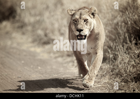 León femenino en marcha. Parque Nacional de Serengueti . Tanzania