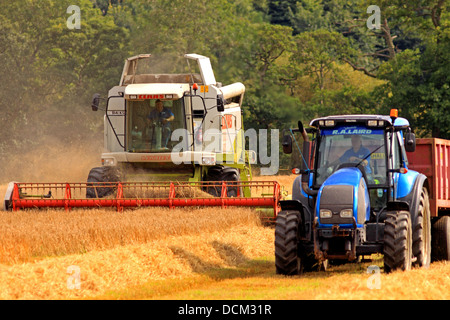 Escocia cosechar cebada cultivos Tayside Foto de stock