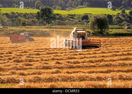 Escocia cosechar cebada cultivos Tayside Foto de stock