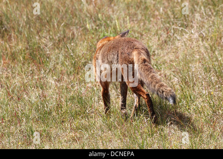 Unión zorro rojo (Vulpes vulpes) en el vagabundeo, visto desde atrás
