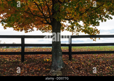 Colores de otoño, el condado de Fauquier, Virginia Foto de stock