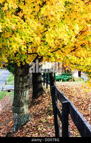 Colores de otoño, el condado de Fauquier, Virginia Foto de stock