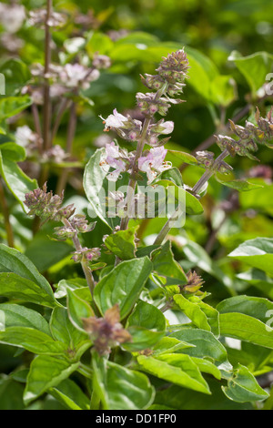 Albahaca albahaca thai, Sweet Basil, Basilikum, Basilienkraut, Basilien-Kraut, Ocimum basilicum Foto de stock