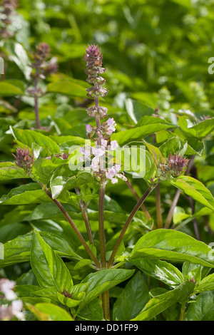 Albahaca albahaca thai, Sweet Basil, Basilikum, Basilienkraut, Basilien-Kraut, Ocimum basilicum Foto de stock