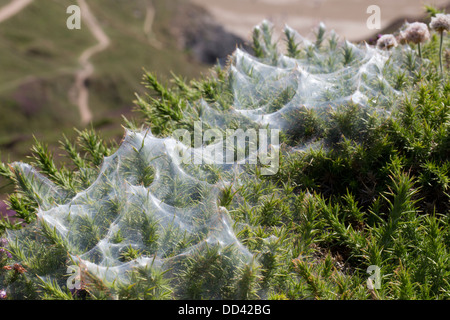 Tojo; araña roja Tetranychus lintearius; Verano; Cornwall; UK Foto de stock