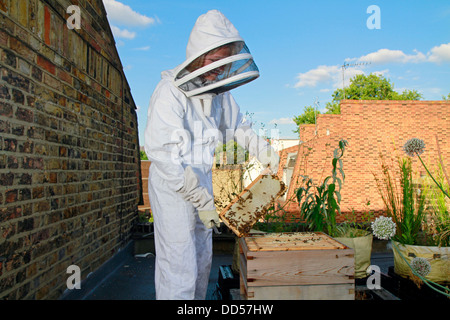 Elena Polisano mantiene una colmena de abejas de miel en el techo de los tres ciervos pub en Lambeth en Londres Foto de stock