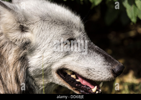 Un lobo en el vagabundeo en un santuario en Berkshire, Inglaterra. Foto de stock