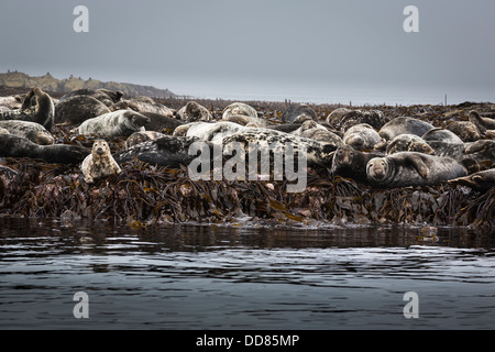 La colonia de focas en las Islas Farne Foto de stock