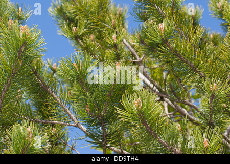 Mountain Pine, enano Mountain Pine, matorral Mountain Pine, Bergkiefer, Berg-Kiefer, Kiefer, Latsche, Föhre, Pinus mugo mugo Foto de stock
