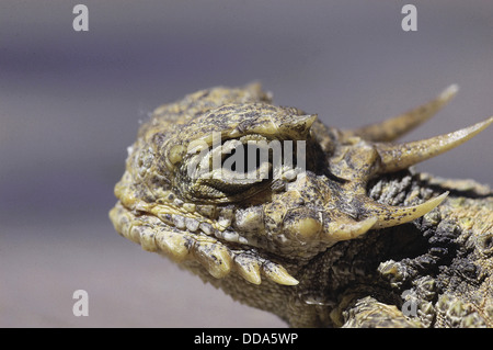 lagarto cornudo de cola plana