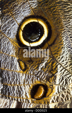 Patrón en el ala de una mariposa búho (Caligo eurilochus) Foto de stock