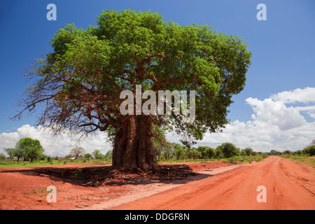 Baobab (Adansonia) en la carretera de tierra roja, Kenya, Africa.