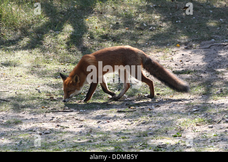 El zorro rojo (Vulpes vulpes) en el acecho, la caza, en busca de alimentos