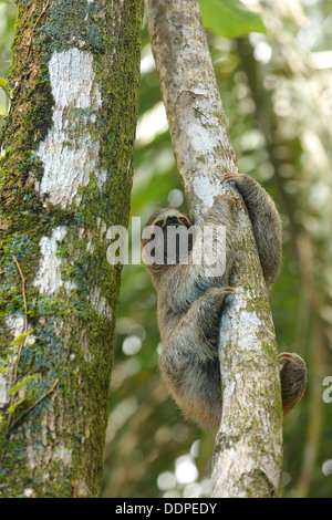 Perezoso de tres dedos en el árbol, Costa Rica Foto de stock