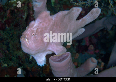 Rosa frogfish camuflado en esponjas de tubo. Puerto Galera, Filipinas. Foto de stock