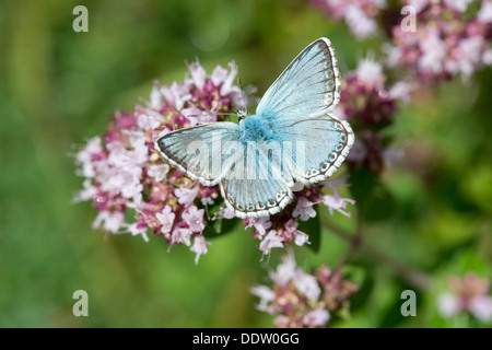 Chalkhill macho mariposa azul de mejorana salvaje Foto de stock
