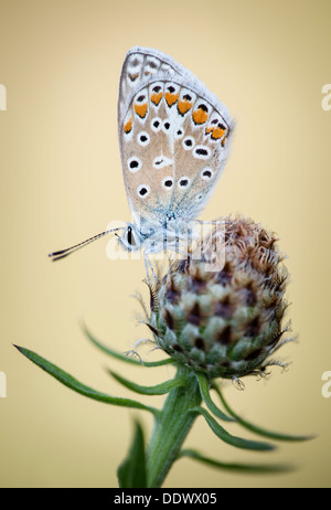 Mariposa Azul común