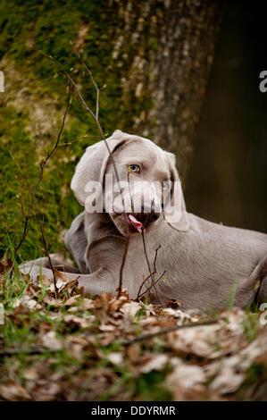 Cachorro Weimaraner nibbling en la rama de un árbol en el bosque Foto de stock