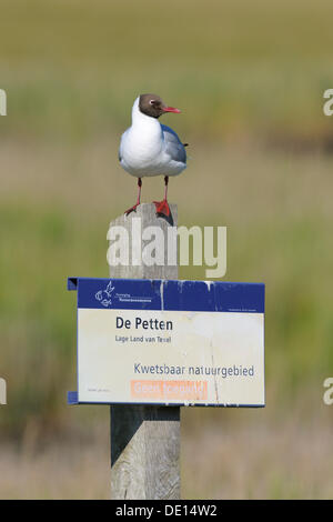 Gaviota de cabeza negra (Chroicocephalus ridibundus) sentado en un signo de una reserva natural, Texel Wadden Islas, Países Bajos