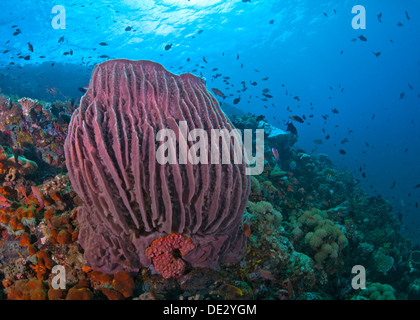 Seascape arrecifes de coral con esponja Barril rojo grande con agua azul de fondo. Isla Verde, Filipinas. Foto de stock