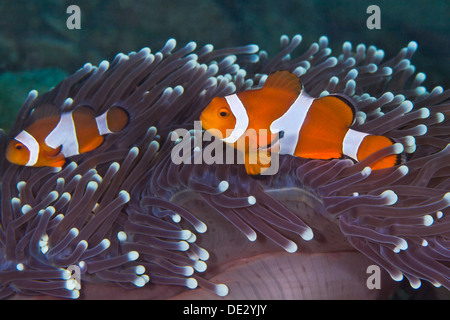 Falso, el pez payaso Amphiprion ocellaris anidando en púrpura tentáculos de anémona de host. Foto de stock