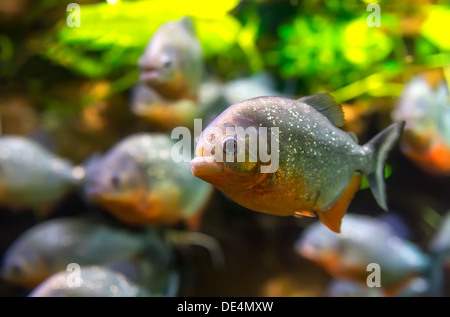 Piraña (Colossoma macropomum) en un acuario sobre un fondo verde
