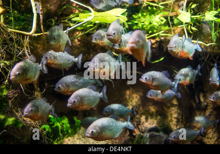 Piraña (Colossoma macropomum) en un acuario sobre un fondo verde
